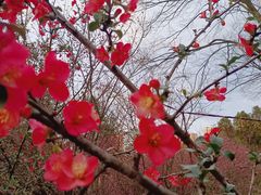 -龙头寺公园