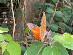 -海南铜鼓岭景区