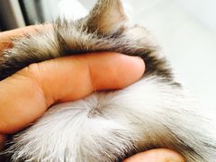 -纳吉亚猫专科动物医院博雅分院