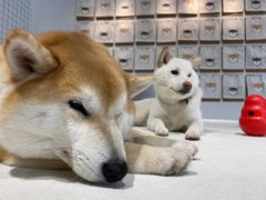 -柴务处·柴犬主题狗咖