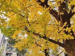 -四川大学(望江校区)