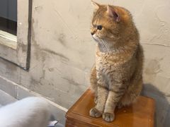 -Heymao猫咖.咖啡厅(东门店)