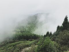 -武陵山森林公园