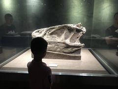 -自贡恐龙博物馆