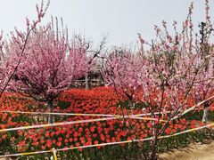 -商丘市人民公园