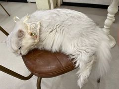 -共舞时光猫咖·狗咖(新街口店)
