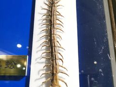 -上海昆虫博物馆