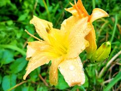 -国家植物园南园