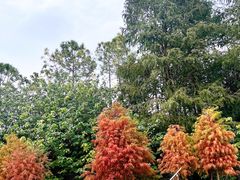 -上海海湾国家森林公园