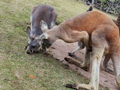 -泉州海丝野生动物世界