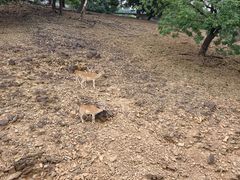 -合肥野生动物园