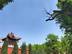 -大槐树寻根祭祖园