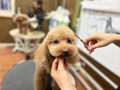 -鑫艺宠物美容培训学校