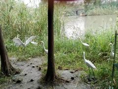 -溱湖国家湿地公园