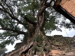 -杨家堂村