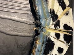 -圆顶阁西餐厅(郑州索菲特国际饭店 )