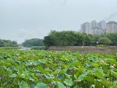 -金山公园