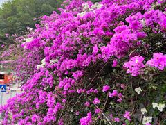 -梧桐山风景名胜区