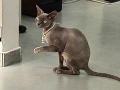 -琪喵猫屋·撸猫猫咖·猫舍