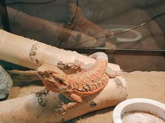 -FAIRYLAND龙族星球主题餐厅(凯丹广场店)