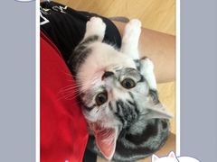 -lincat·猫舍(广州店)