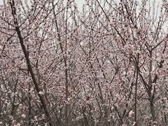 -明秦王墓遗址