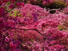 -木兰云雾山