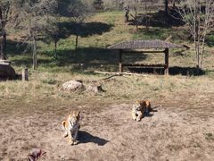 -沈阳森林动物园