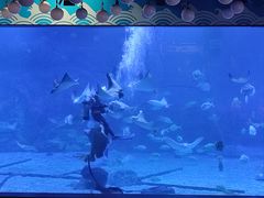 -烟台海昌鲸鲨海洋公园