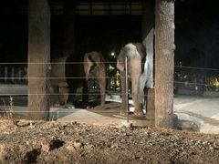 -清迈夜间动物园