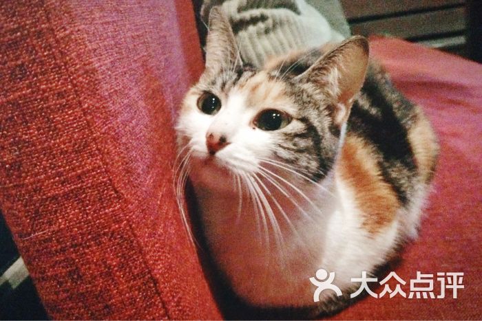 cheese&fizz(大沽路店)图片 - 第75张