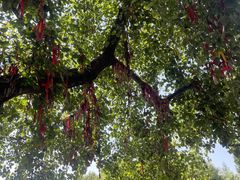 -南国桃园旅游度假区