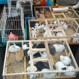 冒雨去探查鱼市搬迁进度