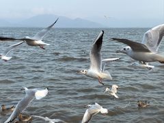 -深圳湾公园(南山区)