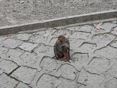 -哈尔滨北方森林动物园