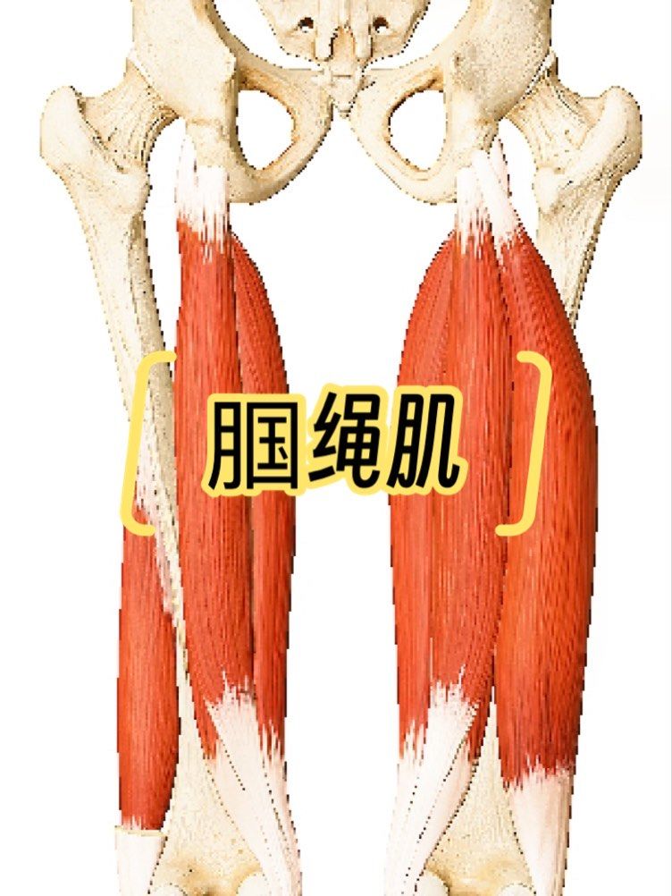 这些肌肉共同的起点位于骨盆的坐骨