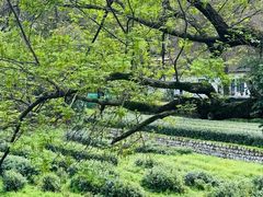 -随意茶庄·地道杭帮农家菜(梅家坞店)