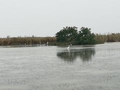 -盐城丹顶鹤湿地生态旅游区