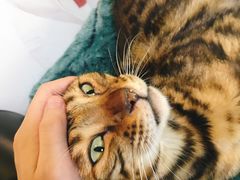 -李小姐の猫咖啡馆(五角场店)