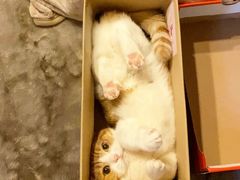 -沪上阿姨·精选茶饮(华强广场店)