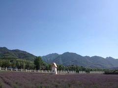 -曲江薰衣草庄园