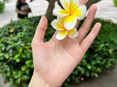 -曼听御花园