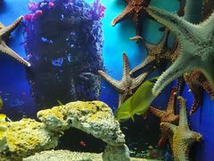 -芜湖新华联大白鲸海洋公园