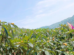 -三圣花乡旅游区
