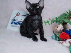 -十年猫舍·猫咪专门店(普陀店)