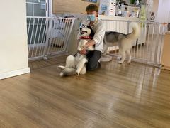 -Husky Go! 哈士奇体验馆·宠物咖啡厅狗咖