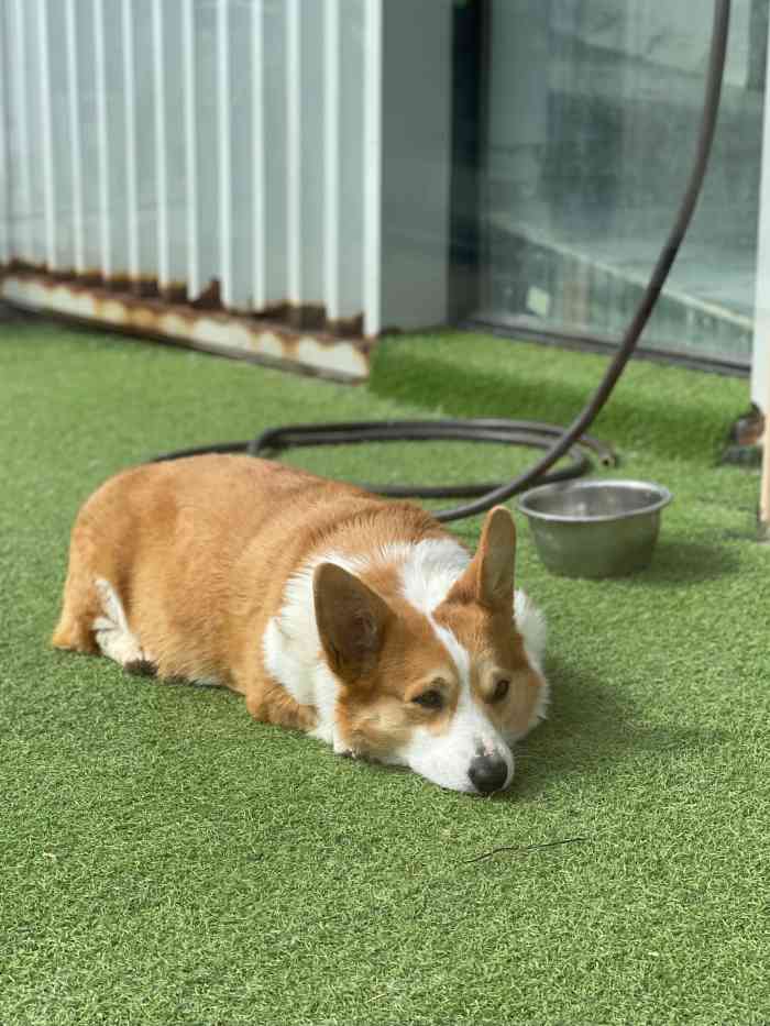 班吉宠物酒店&学校 bengie pet(宝山店)-"【项目】游泳想着狗狗长这么