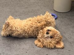 -有喵·猫咖·狗咖·40+猫狗有小奶狗(岗厦店)