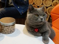 -猫房·猫吧·猫咖(龙湖时代汇店)