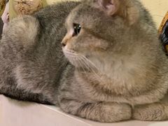 -猫色咖啡·猫咖